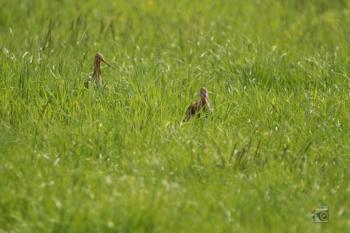 Gruttopaar bij plas-dras